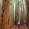 Image 5: Yarra Valley Redwood Forest Mountain Bike Adventure