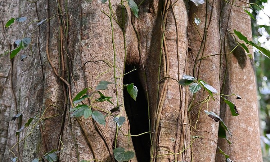 Image 6: Sea Acres National Park: Aboriginal cultural tour