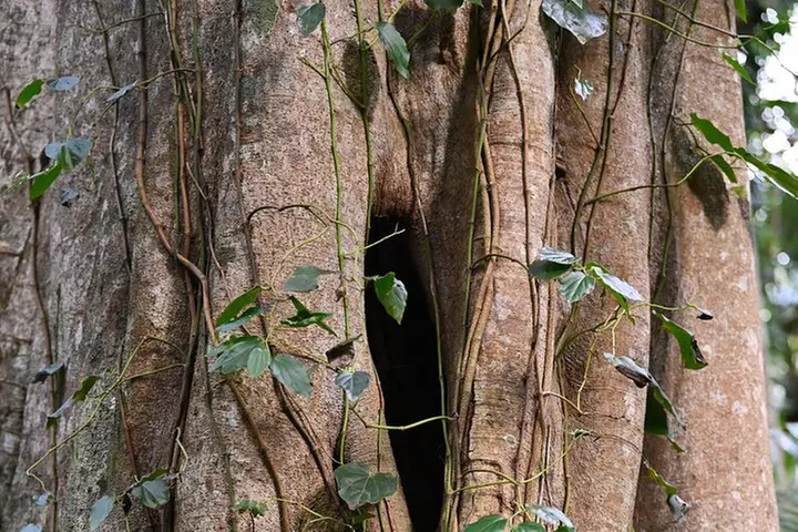 Sea Acres National Park: Aboriginal cultural tour - Image 6