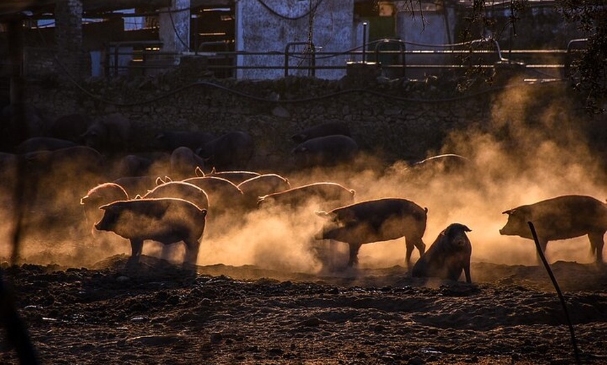 Image 14: Desde Sevilla: excursión privada de un día a la granja de cerdos y ...