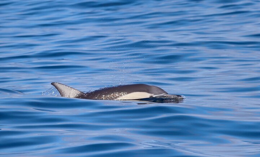 Image 23: Humpback Whale Encounter Tour from Newcastle