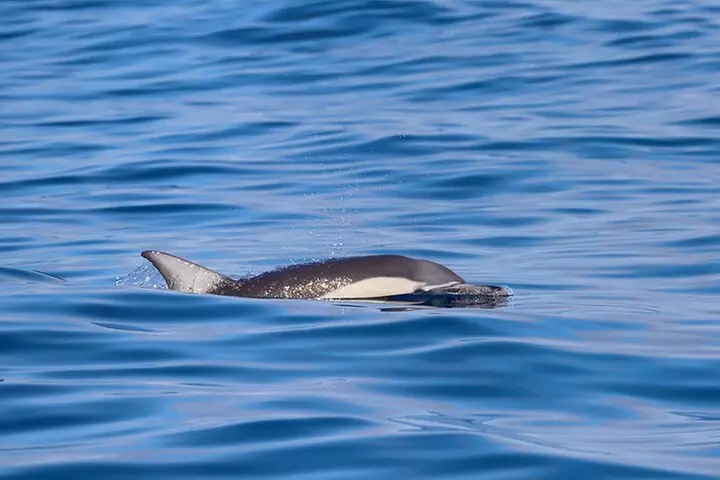Humpback Whale Encounter Tour from Newcastle