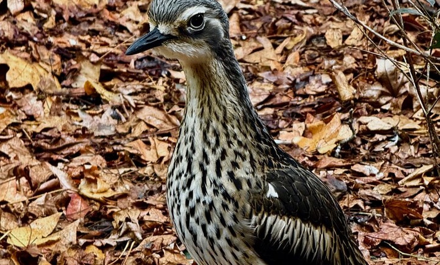 Image 9: Baby Animals, Boomerangs and BBQ Lunch