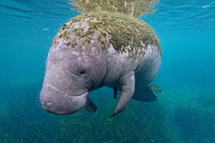 3 Hour Small Group All Inclusive Manatee Swim with free Photo pkg
