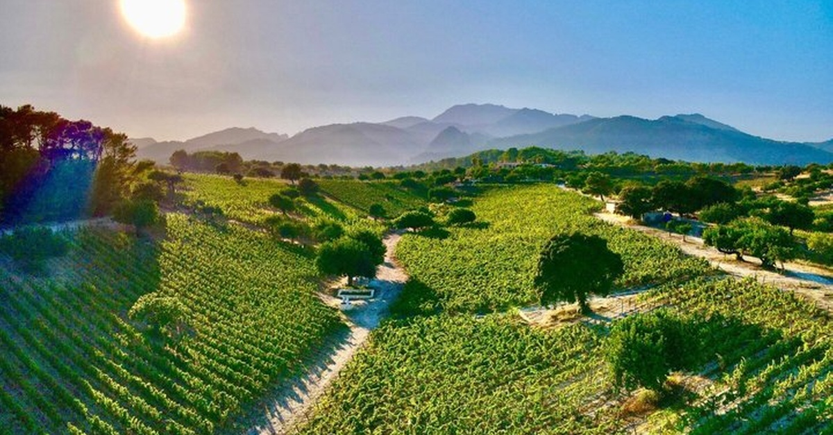 Cata y recorrido de vino clásico en Can Gelat, Palma de Mallorca