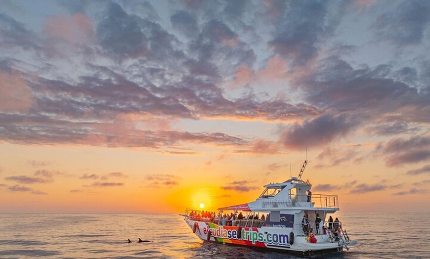 Image 1: Dolphin Adventure : Avistamiento de Delfines en Barco Rápido en Mal...