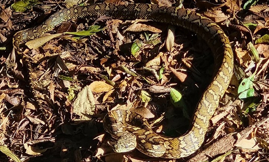 Image 10: Glow Worms - Nocturnal Rainforest/Waterfall Adventure