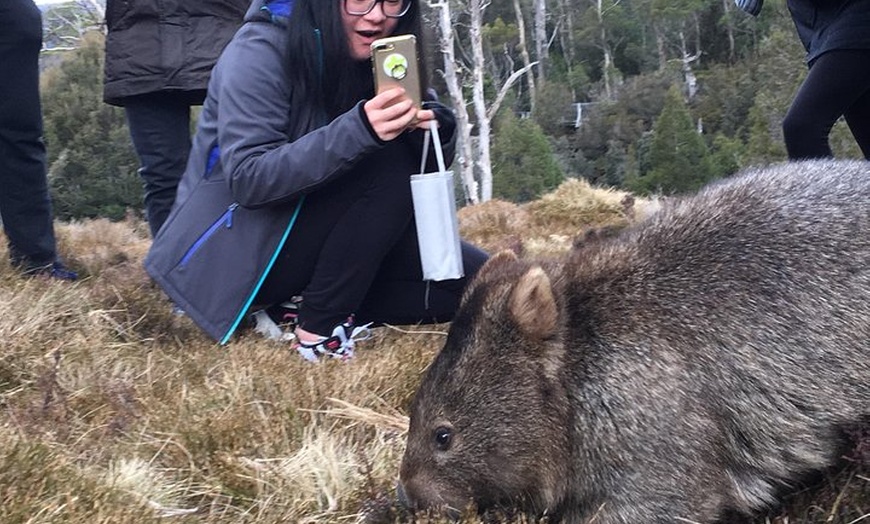 Image 2: Cradle Mountain - Hobart to Launceston Day Tour