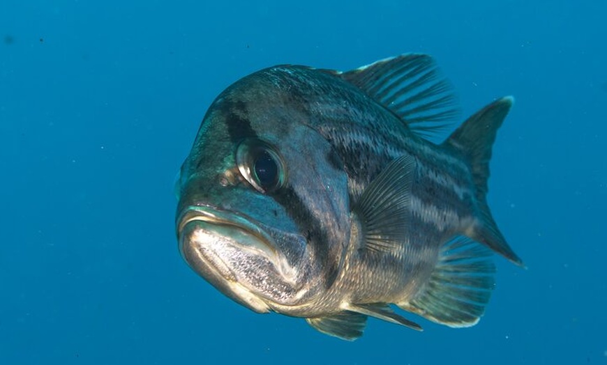 Image 5: Rottnest Island Boat Dive Day Trip including Lunch