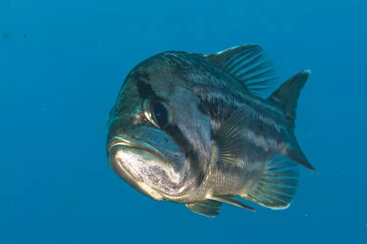 Rottnest Island Boat Dive Day Trip including Lunch