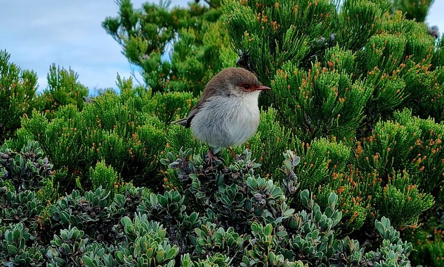 Image 18: Hobart: Cape Hauy Adventure Hike - rugged cliffs & wild beauty