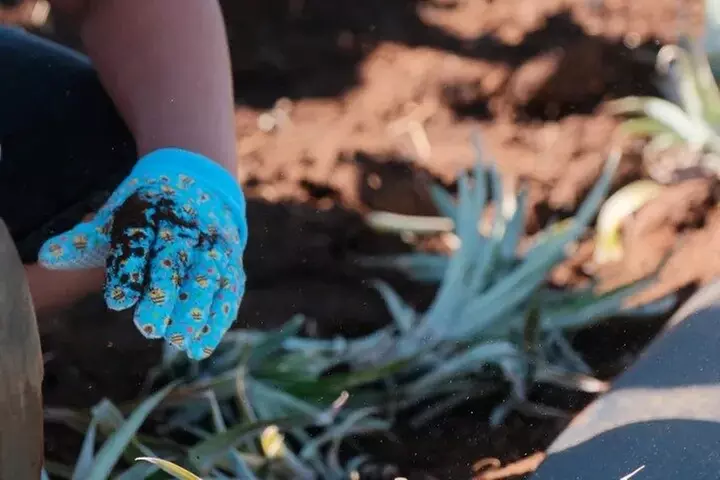 Maui Pineapple Planting Experience - Primary Image