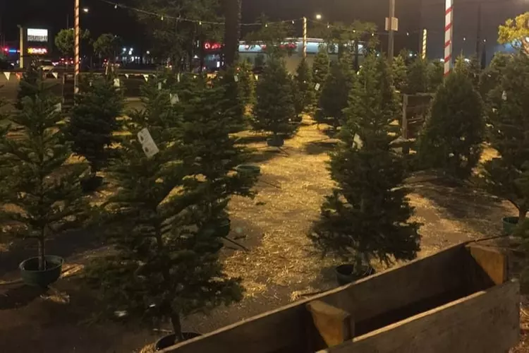 $20 For $40 Towards Any Tree