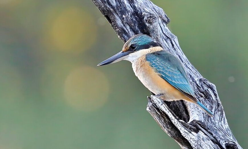 Image 6: Ord River Nature Boat Tour (minimum 2 passengers required)