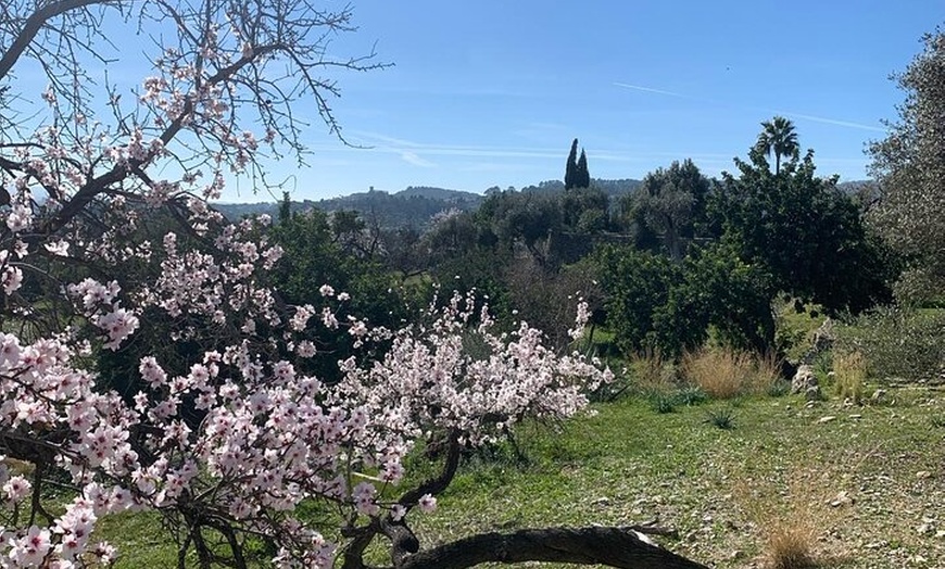 Image 8: Excursión autoguiada al Brunch en E Scooter en Mallorca