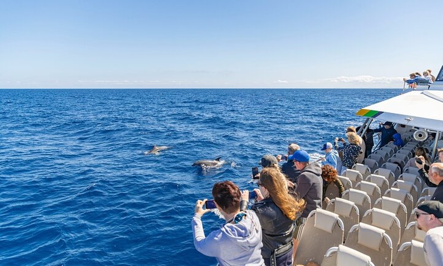 Image 8: Dolphin Adventure : Avistamiento de Delfines en Barco Rápido en Mal...