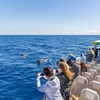 Image 8: Dolphin Adventure : Avistamiento de Delfines en Barco Rápido en Mal...