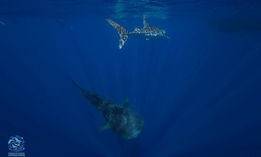 Image 6: Snorkel with Giants at Ningaloo Reef