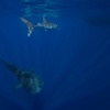 Image 6: Snorkel with Giants at Ningaloo Reef