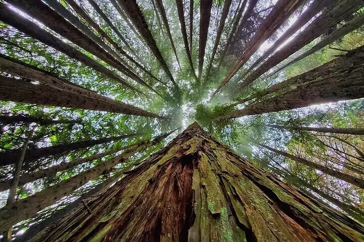 Private Redwood Forest Hiking Tour - Primary Image