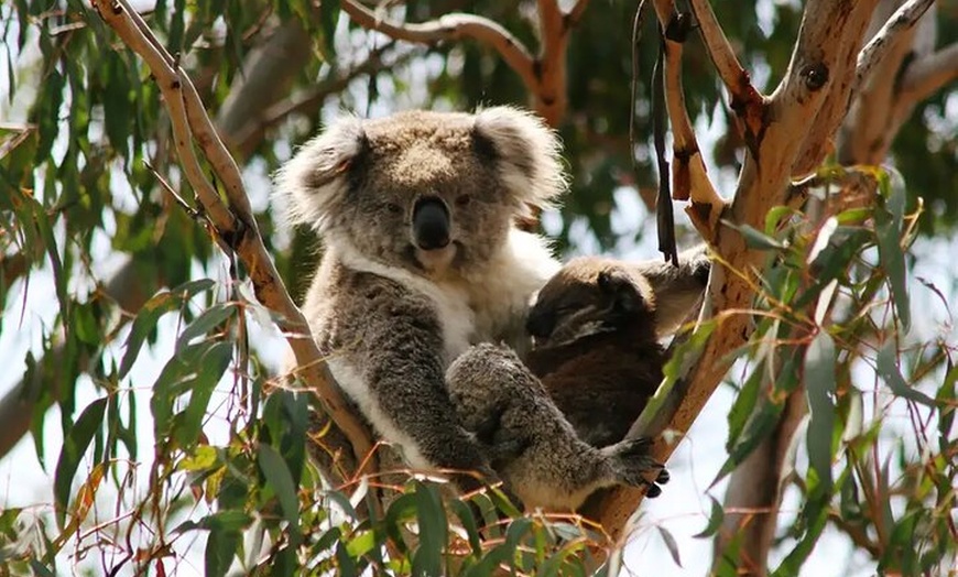 Image 9: Phillip Island Wildlife Tour from Melbourne w/Hop-On Hop-Off Bus