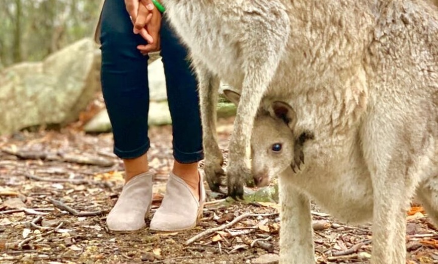 Image 8: Baby Animals, Boomerangs and BBQ Lunch