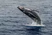 Four Winds Molokini Snorkeling Tour from Maalaea Harbor - Second Medium