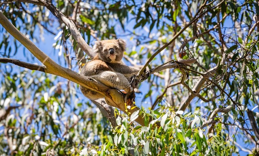 Image 16: Great Ocean Road Reverse Itinerary Boutique Tour - Max 11 Guests