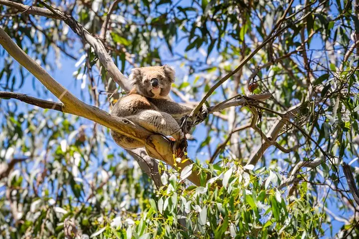 Great Ocean Road Reverse Itinerary Boutique Tour - Max 12 Guests
