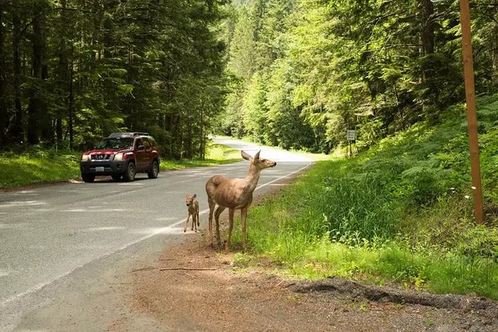 Olympic National Park Day Tour from Seattle