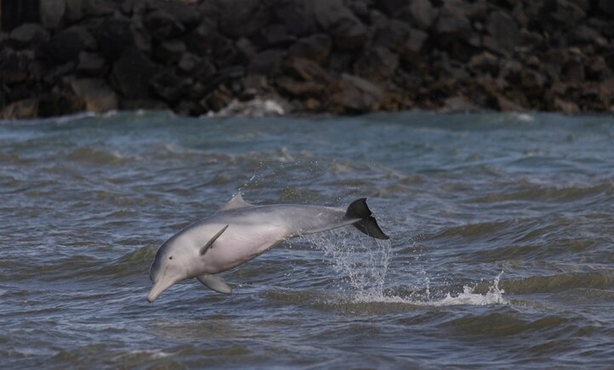 Image 4: Great Sandy Straits Seven Island Ultimate Wildlife Cruise