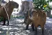 Sacramento Zoo General Admission Ticket - Second Medium