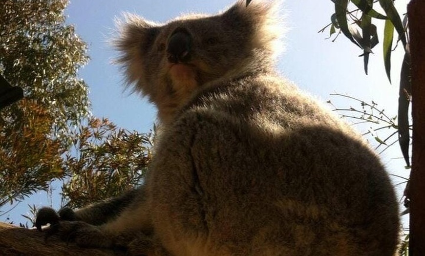 Image 9: Melbourne: Private Wilson Promontory National Park Day Tours
