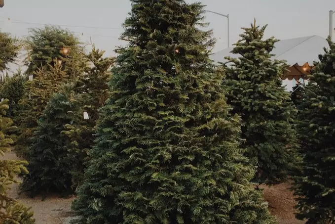 $20 For $40 Towards Any Tree