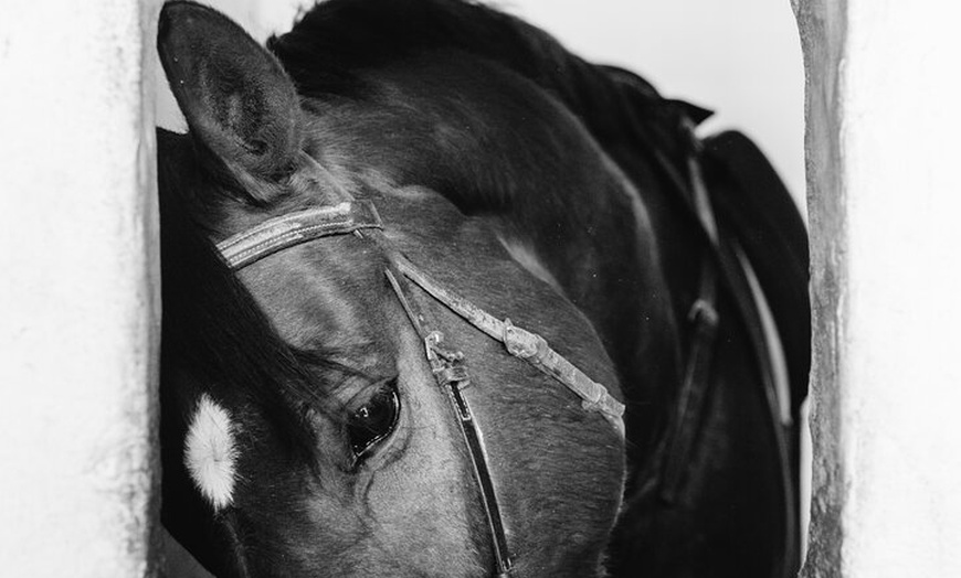 Image 14: Paseos a caballo por el Parque Nacional de Doñana