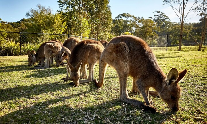 Image 8: Kiama & Kangaroos - Sydney South Coast Escape