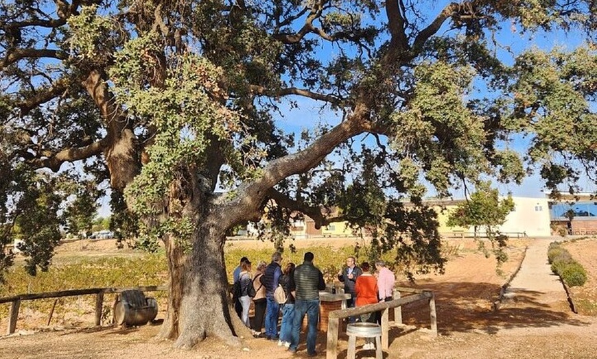 Image 14: Excursión por el viñedo de Valencia : Brunch rústico a la parrilla ...