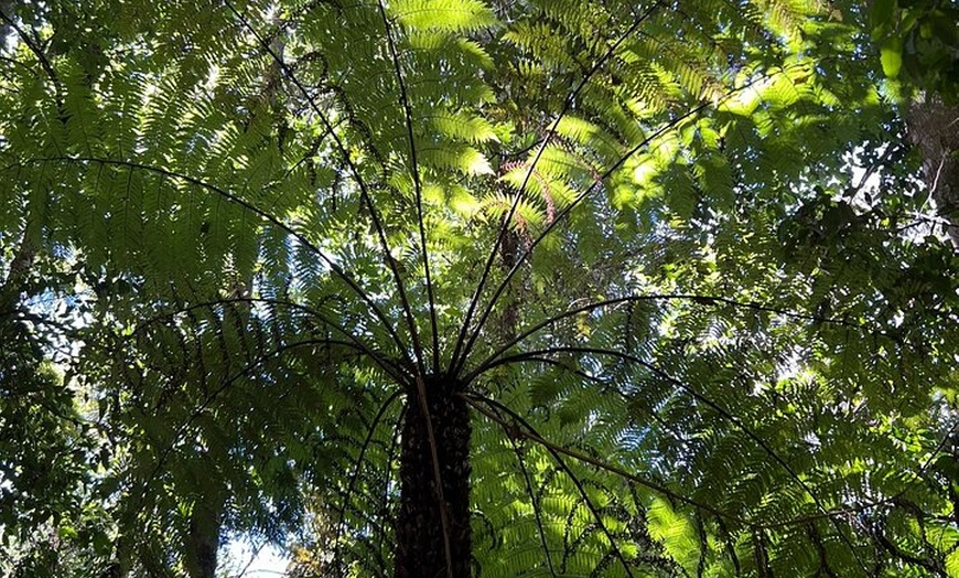 Image 12: Blue Mountains Grand Canyon Private Hike - pick up & drop off