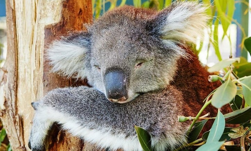 Image 8: Pinnacles and Swan Valley Day Tour