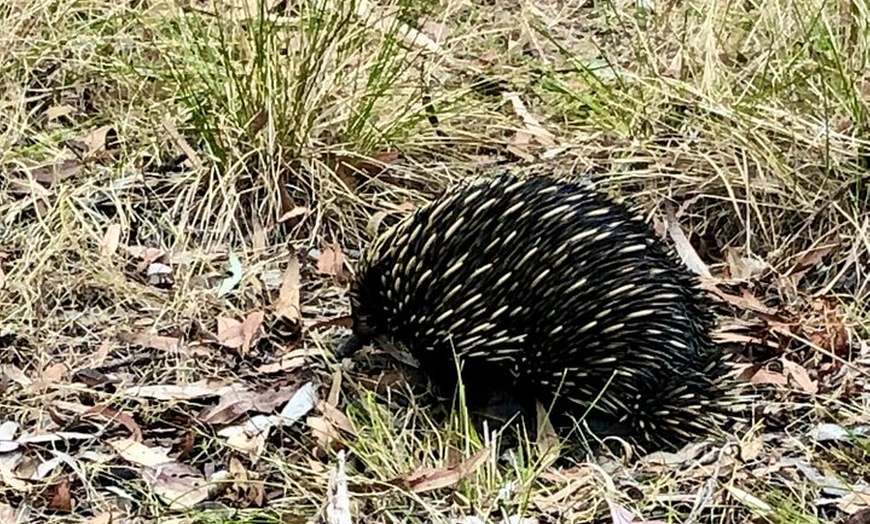 Image 6: Deep Creek Hike: Trails and Tales with a Foreign Flair