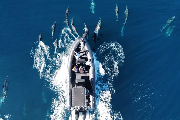 Up Close Dolphin & Whale Watching