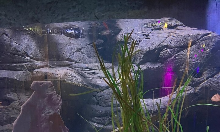 Image 28: Luxury Private Tour in London