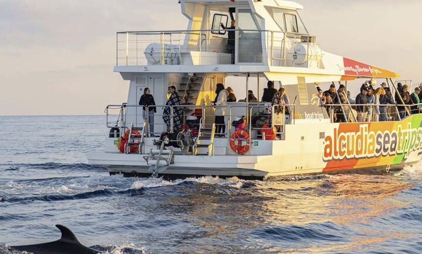 Image 2: Dolphin Adventure : Avistamiento de Delfines en Barco Rápido en Mal...