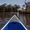 Image 7: Noosa Hinterland Scenic Canoe Tour