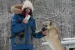Dog Sledding and Mushing with 4X Iditarod Champ - Second Medium