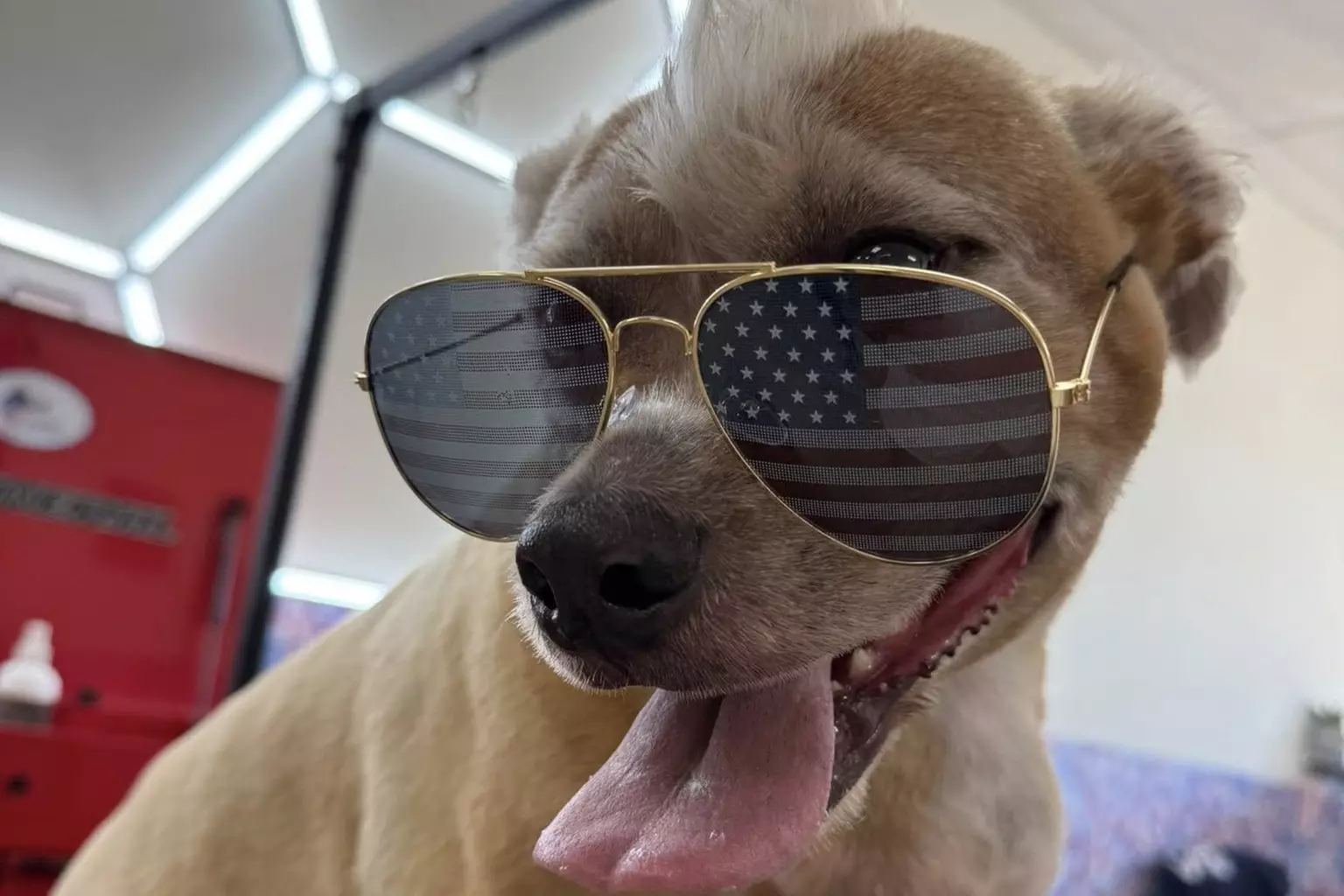 $40 For $80 Towards Pet Grooming Services - Primary Image