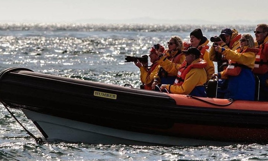 Image 5: Marine Wildlife Tour through Gulf of Corryvreckan