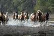 Narrated Tour of Chincoteague, Wild Pony and Nature Cruise - Second Medium