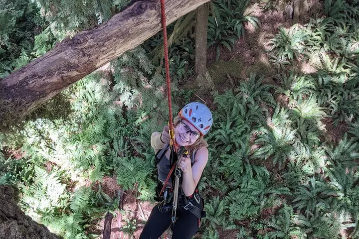 Old-Growth Tree Climbing at Silver Falls State Park