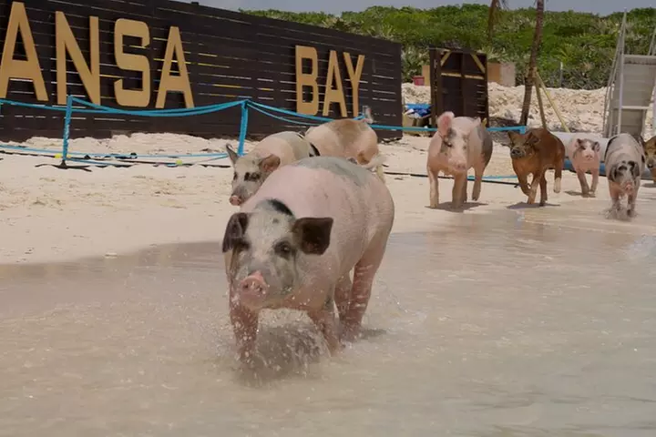 Bahamas: Swimming Pigs, Snorkeling, Beach Break Package